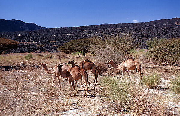Dromedaries