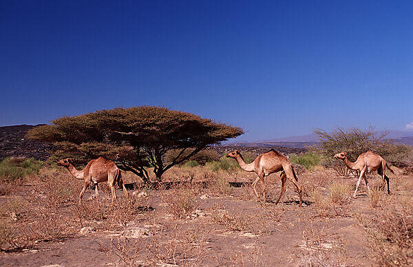 Dromedaries