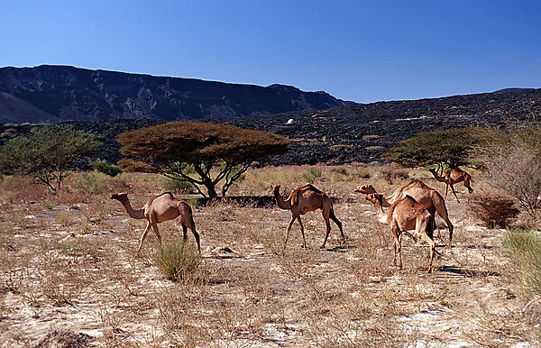 Dromedaries