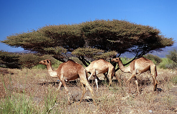 Dromedaries