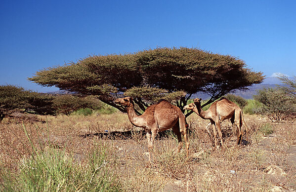Dromedaries
