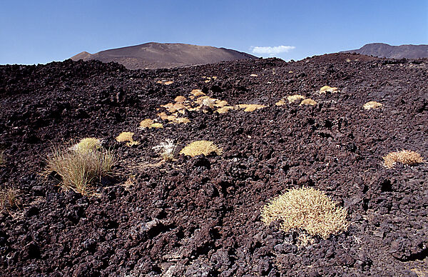 Plants in the desert