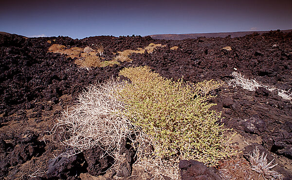 Plants in the desert