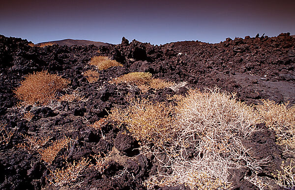 Plants in the desert