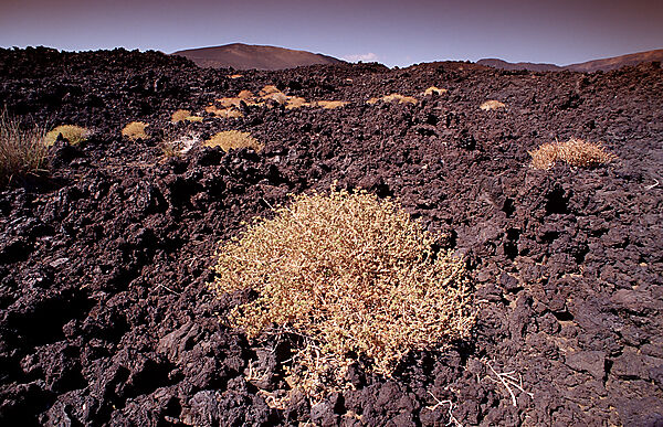 Plants in the desert