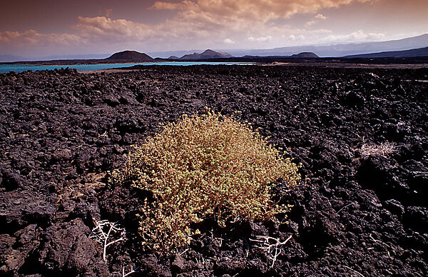 Plants in the desert