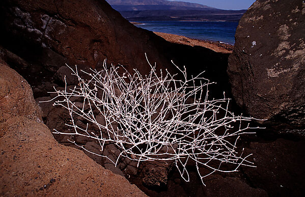 Plants in the desert