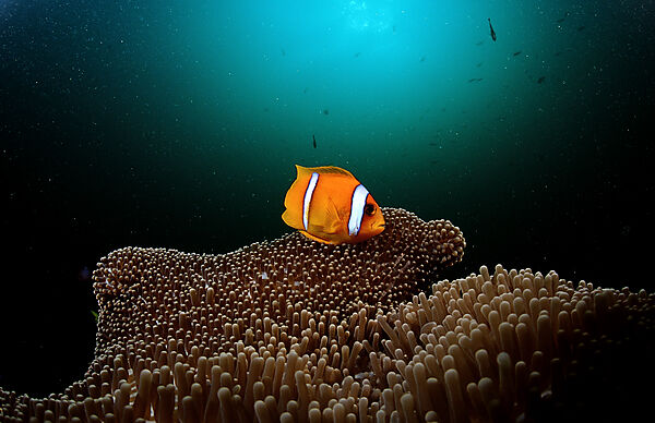 Twobar anemone fish