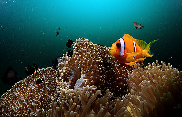 Twobar anemone fish