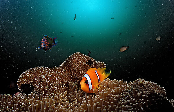 Twobar anemone fish