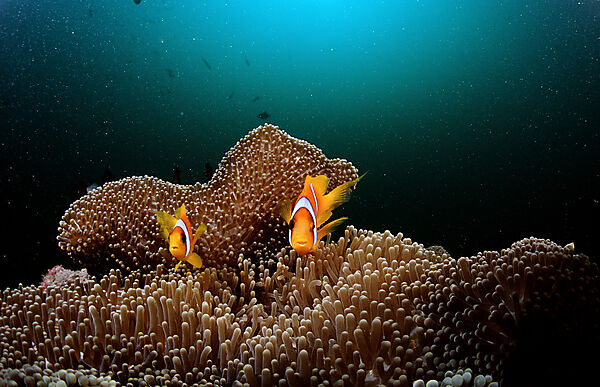 Two Twobar anemone fishes