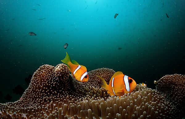 Two Twobar anemone fishes