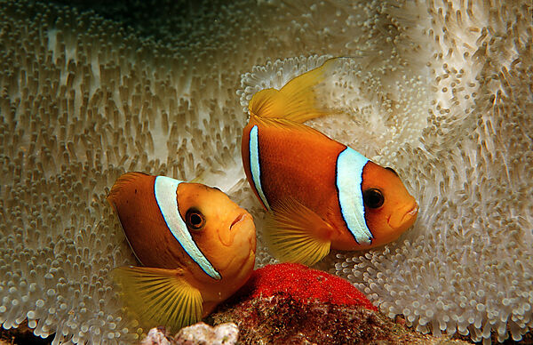 Two Twobar anemone fishes with eggs