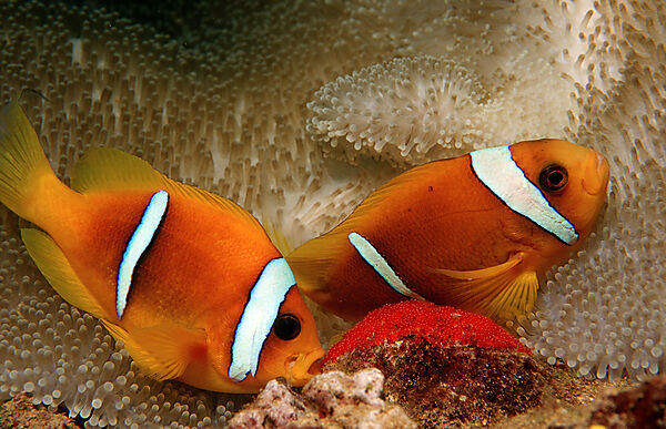 Two Twobar anemone fishes with eggs