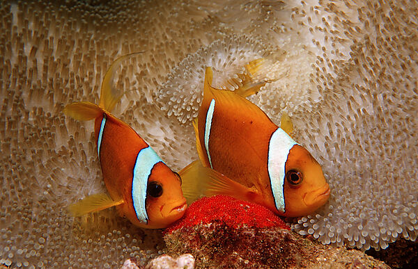 Two Twobar anemone fishes with eggs