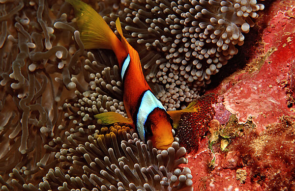 Twobar anemone fishes with eggs