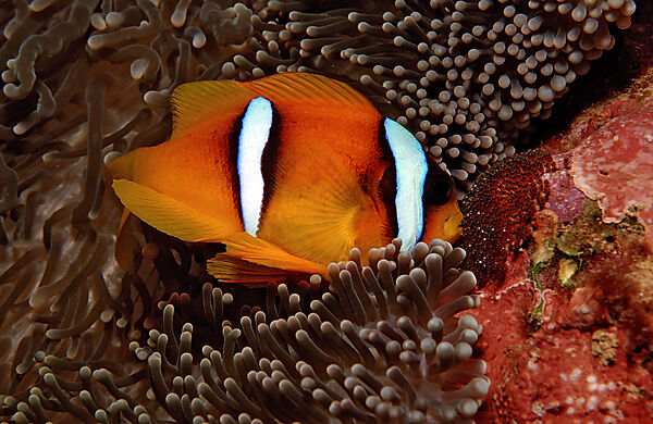 Rotmeer-Anemonenfisch, Brutpflege