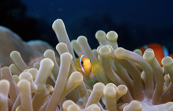 Rotmeer-Anemonenfisch