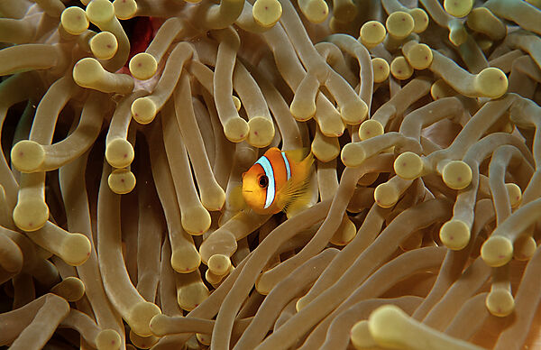 Rotmeer-Anemonenfisch