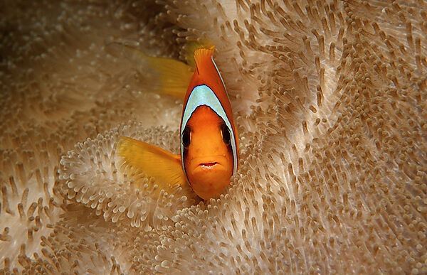 Rotmeer-Anemonenfisch