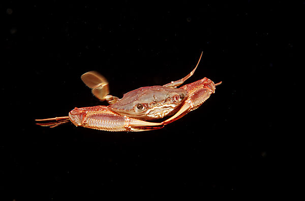 Rote Schwimmkrabbe