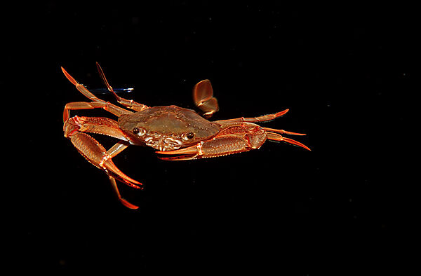 Rote Schwimmkrabbe