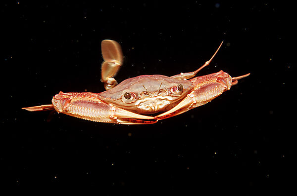 Rote Schwimmkrabbe