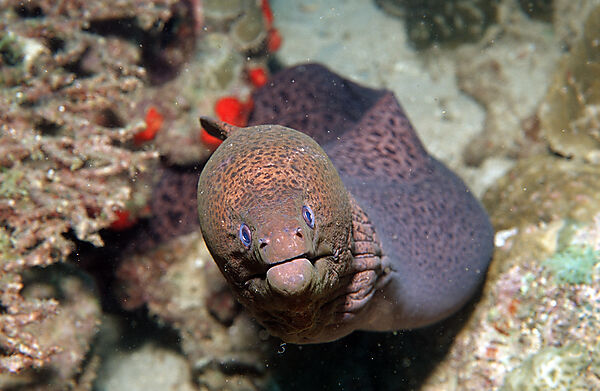 Yellow-margined moray