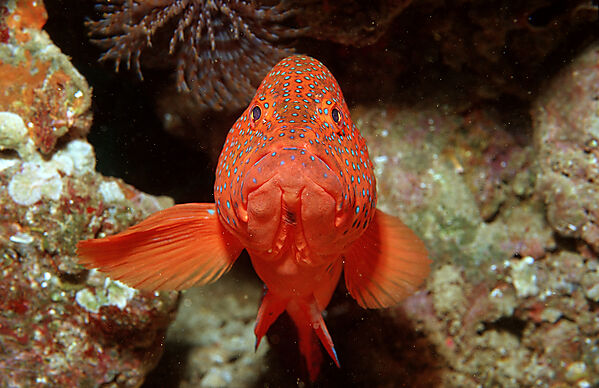 Coral grouper