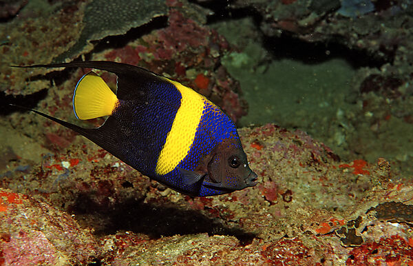 Asfur angelfish