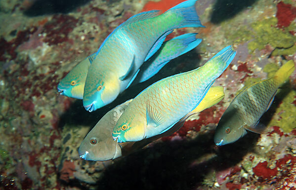 Mating Greentroat parrotfishes