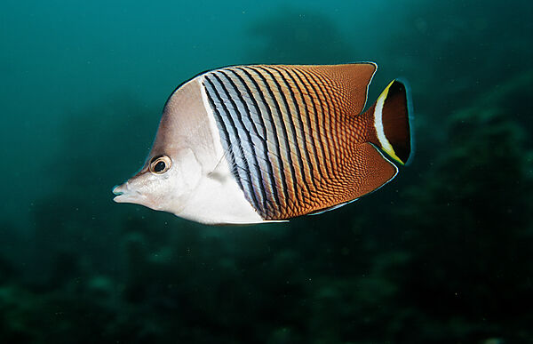 White-face butterflyfish
