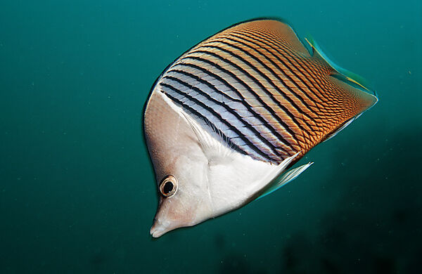 White-face butterflyfish