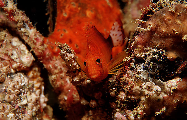 Dwarf hawkfish