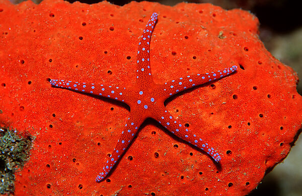 Red Starfish
