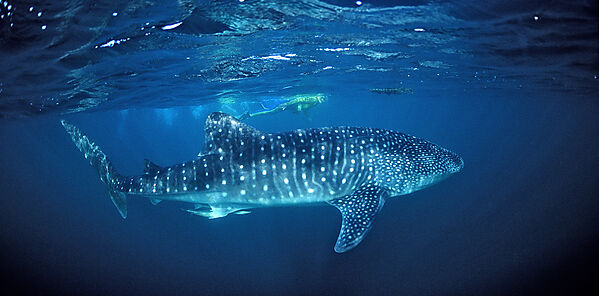 Whale shark