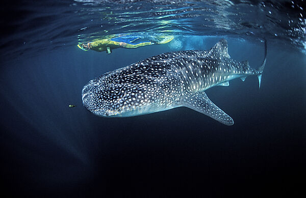 Female snorkeler swims with Whale shark