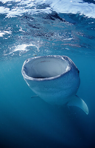 Eating Whale shark