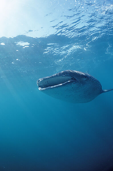 Eating Whale shark