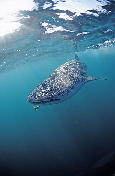 Whale shark