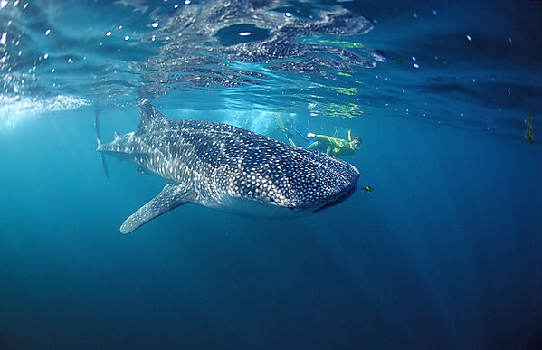 Female snorkeler swims with Whale shark