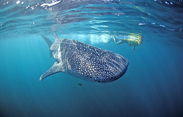 Female snorkeler swims with Whale shark