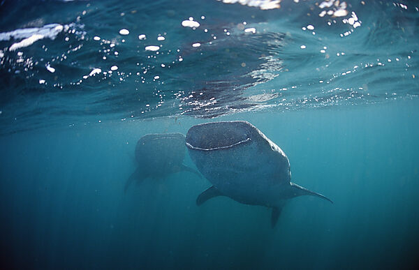 Two Whale sharks