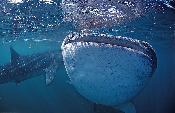 Two Whale sharks