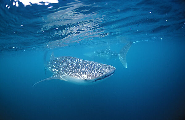 Two Whale sharks
