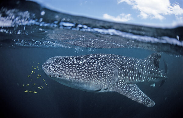 Whale shark