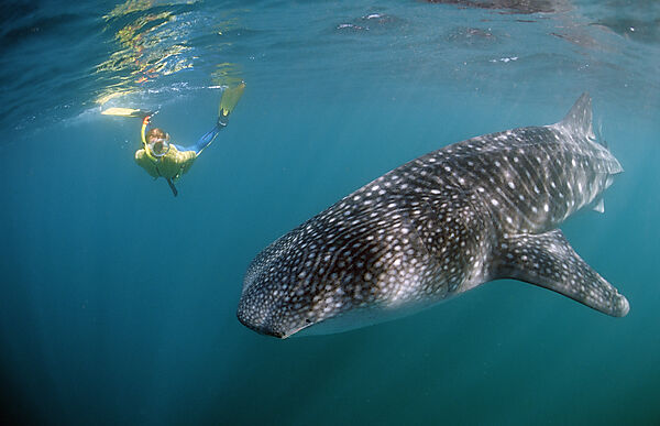 Female snorkeler swims with Whale shark
