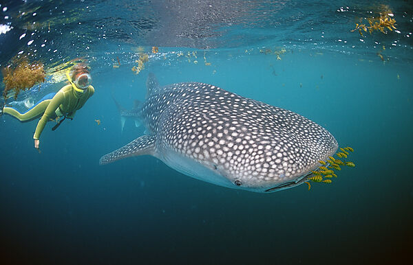 Female snorkeler swims with Whale shark