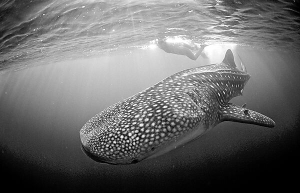 Female snorkeler swims with Whale shark