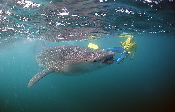 Female snorkeler swims with Whale shark